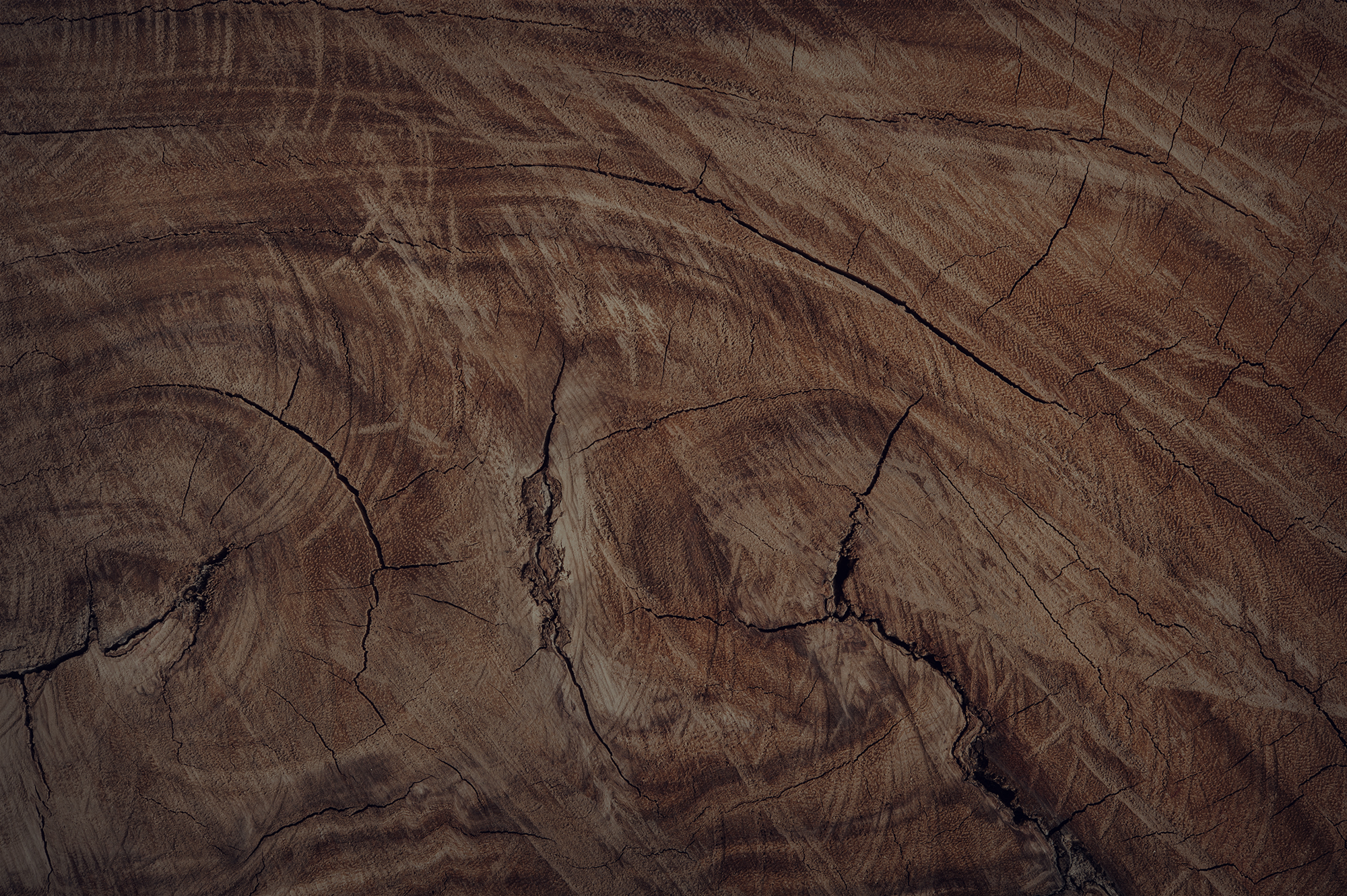 Stump of Tree Felled - Section of The Trunk